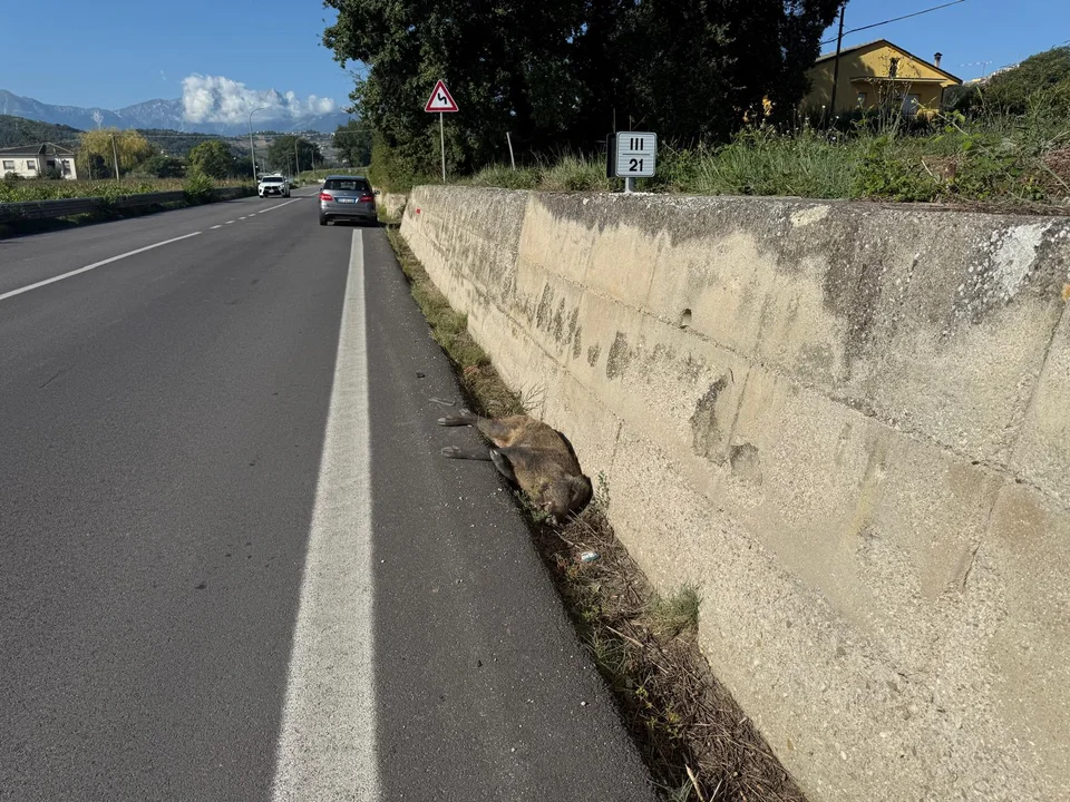 Teramo, investito e ucciso cinghiale lungo la Ss 150